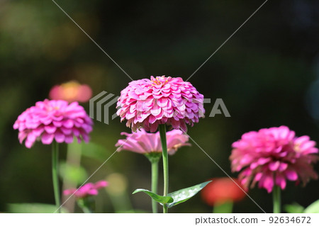 A classic gardening flower 92634672