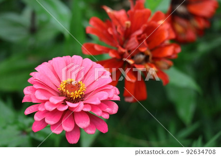 A classic gardening flower 92634708