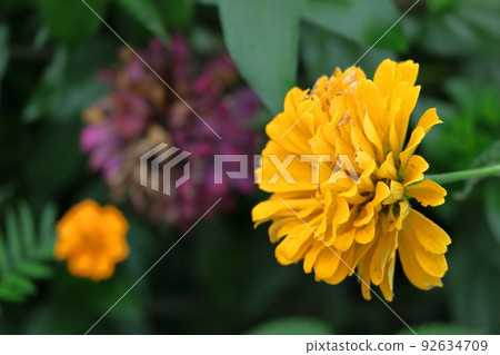 A classic gardening flower 92634709