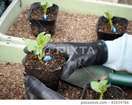 蠶豆種植種植固定種植 蠶豆種植種植固定種植 92634766