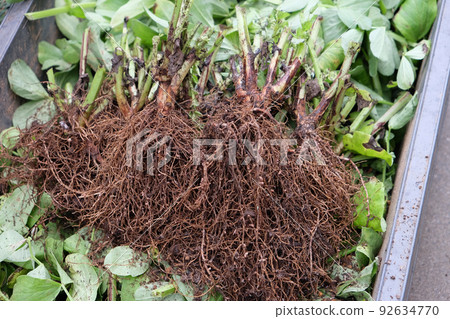Broad bean roots and root nodule bacteria 92634770