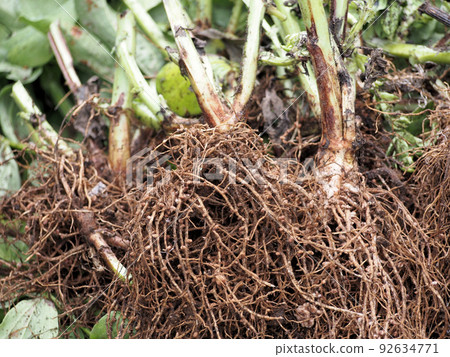 Broad bean roots and root nodule bacteria Broad bean roots and root nodule bacteria 92634771
