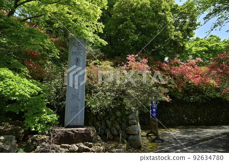 盛開的杜鵑花 92634780