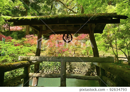 Rhododendron azalea blooms Ooi no Ii at the ruins of Karasawa Castle in Sano City 92634793