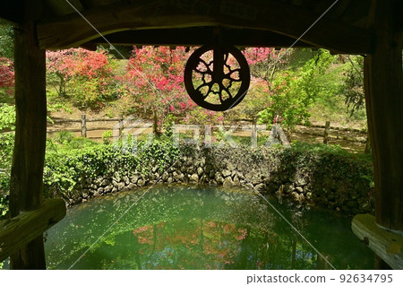 Rhododendron azalea blooms Ooi no Ii at the ruins of Karasawa Castle in Sano City 92634795