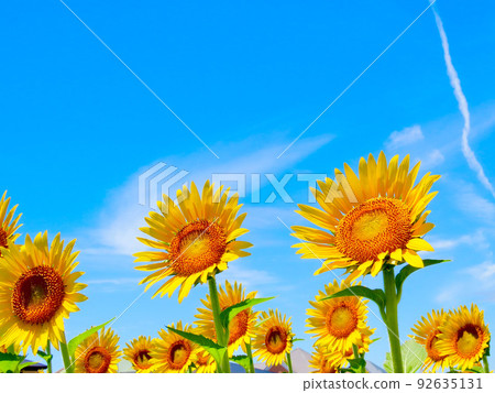 Sunflower Sunflower 92635131