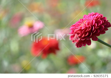 一朵經典的園藝花 一朵經典的園藝花 92635171