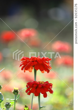 一朵經典的園藝花 一朵經典的園藝花 92635176