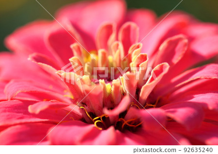 A classic gardening flower A classic gardening flower 92635240