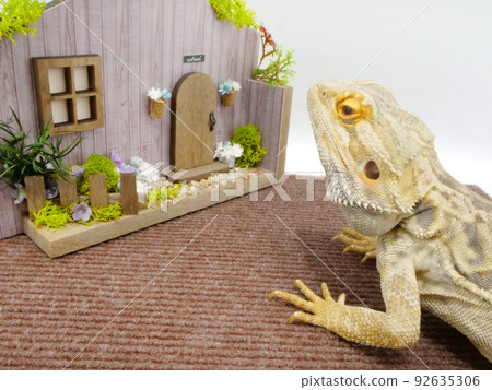 A bearded lizard staring at a house A bearded lizard staring at a house 92635306