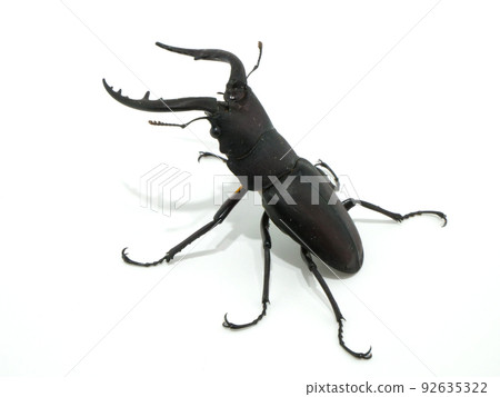 Curved Jaw Stag Beetle 92635322