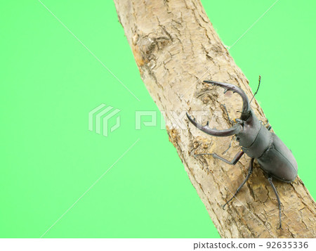 Stag beetle holding on to a tree 92635336