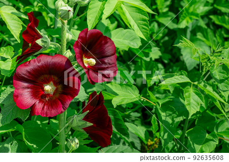 Flowering hollyhock among green leaves in summertime with copy space 92635608