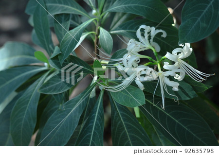 Passion flowers 92635798