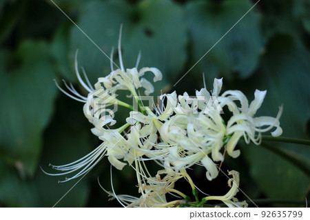 Passion flowers 92635799