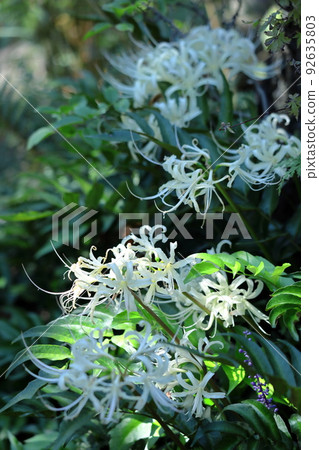 Passion flowers Passion flowers 92635803