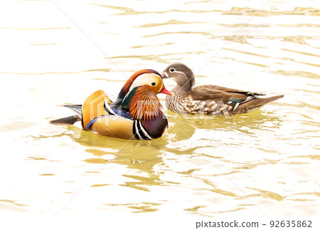 A beautiful mandarin duck found a pond 92635862