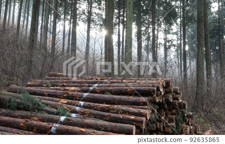 The morning sun in the cypress forest of Chungnyeongsan, Jangseong The morning sun in the cypress forest of Chungnyeongsan, Jangseong 92635865