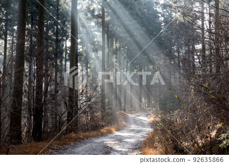 The morning sun in the cypress forest of Chungnyeongsan, Jangseong 92635866