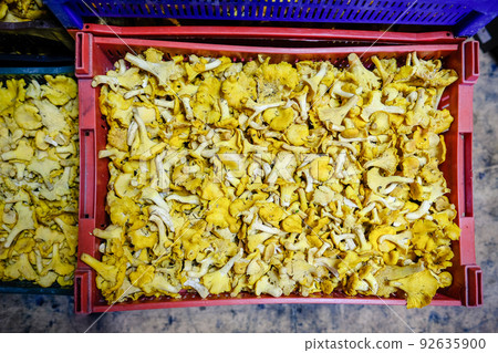 A lot of wild golden chanterelle mushrooms in the box. Mushroom picking. Defocused 92635900