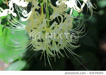 Passion flowers Passion flowers 92636005