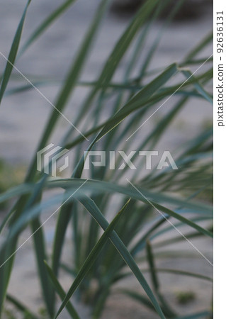 green grass on the beach 92636131