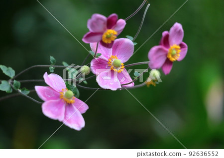 在Noyama靜靜地綻放 在Noyama靜靜地綻放 92636552