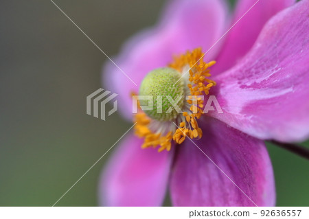 Blooming quietly in Noyama Blooming quietly in Noyama 92636557