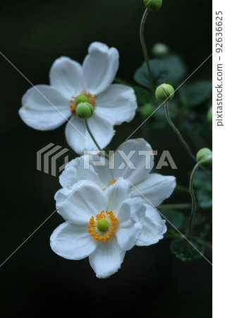 在Noyama靜靜地綻放 92636625