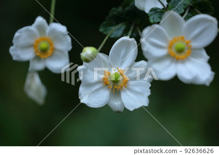 在Noyama靜靜地綻放 92636626