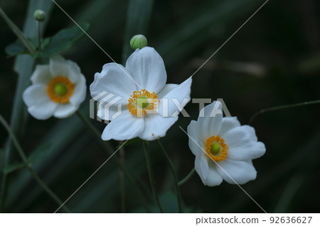 在Noyama靜靜地綻放 92636627