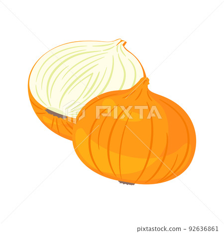 蔬菜插圖洋蔥及其橫截面 92636861