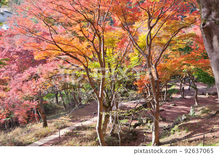 京都“八瀨紅葉小徑”——比叡山腳下的紅葉 京都“八瀨紅葉小徑”——比叡山腳下的紅葉 92637065