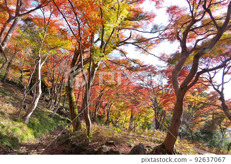 京都“八瀨紅葉小徑”比叡山腳下的紅葉～睿山纜車八瀨站附近 92637067