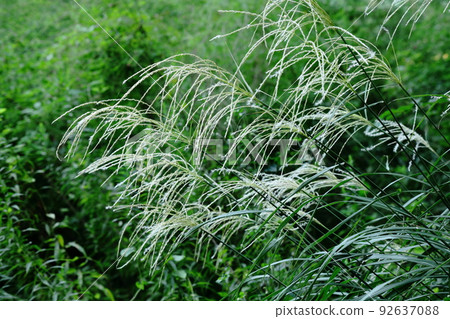 Flowers that symbolize autumn in Japan 92637088
