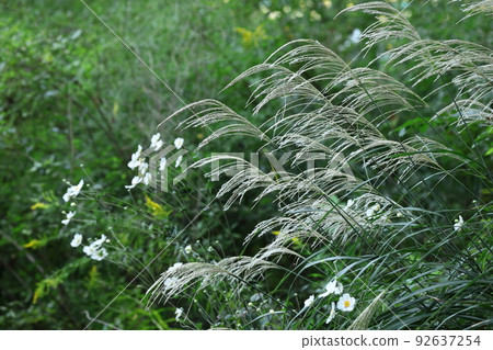 Flowers that symbolize autumn in Japan 92637254