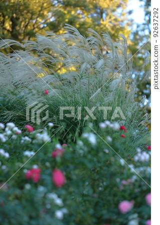 Flowers that symbolize autumn in Japan 92637292