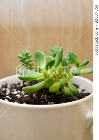 [觀葉植物] 室內療愈 92637359