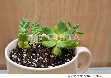 [觀葉植物] 室內療愈 92637360