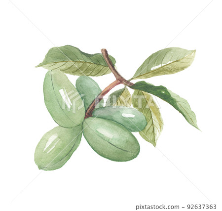 Pawpaw with leaves 92637363