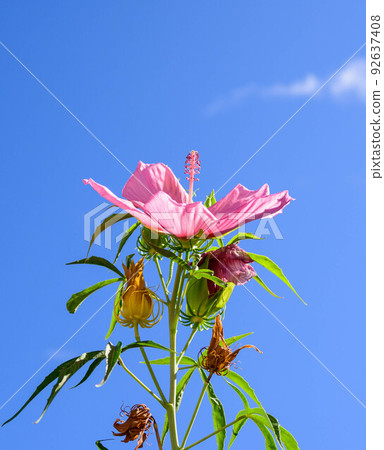 2022 maple tree 92637408