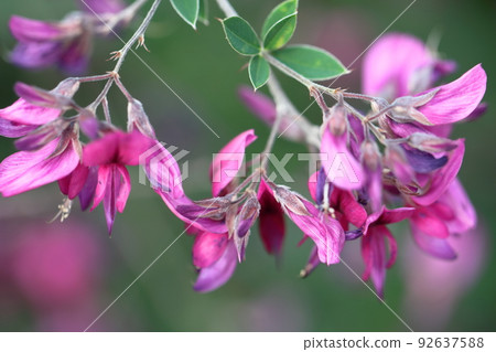 Flowers for the harvest moon 92637588