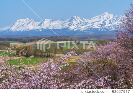 上富良野町美山峠 5月櫻花盛開（春季北海道、道北觀光） 92637977