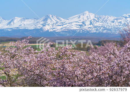 Kamifurano Town Miyama Pass Cherry blossoms in full bloom May (Hokkaido and Dohoku sightseeing in spring) 92637979