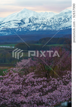 Kamifurano Town Miyama Pass Cherry blossoms in full bloom May (Hokkaido and Dohoku sightseeing in spring) Kamifurano Town Miyama Pass Cherry blossoms in full bloom May (Hokkaido and Dohoku sightseeing in spring) 92637990