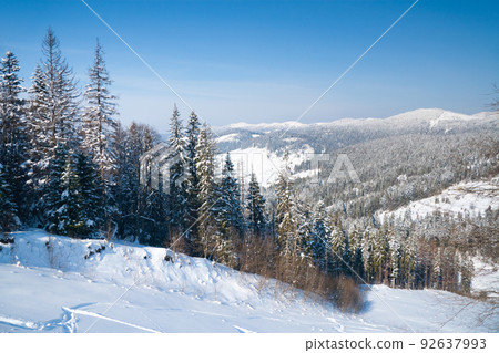 Winter wonderland background. Frosty sunny day in mountain spruce forest. Snowy trees and blue sky 92637993