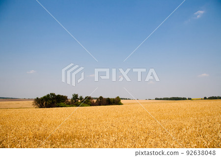 Kharkiv, Ukraine. Golden wheat ripens in an agricultural field where cereals are harvested. Golden grain grains. Kharkiv, Ukraine. Golden wheat ripens in an agricultural field where cereals are harvested. Golden grain grains. 92638048