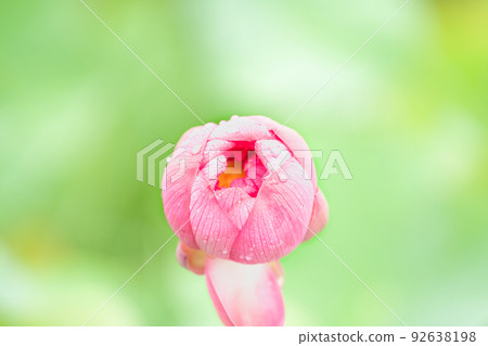 很多芽 92638198