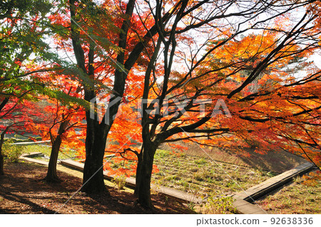 Autumn leaves in east park 92638336