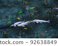A carp that looks like it's floating 92638849